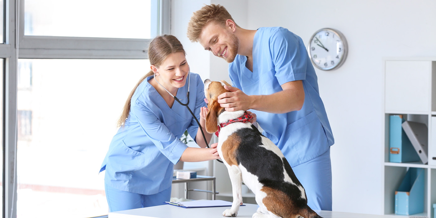 vet assistant holding dog as vet works on dogs ear