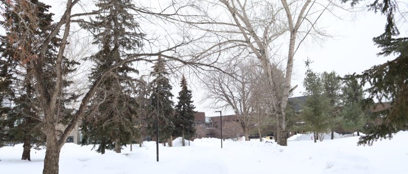 exterior of keyano in winter through trees in doug macrae park