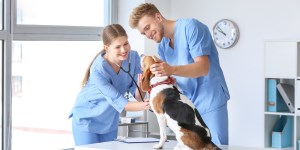 vet assistants working with dog