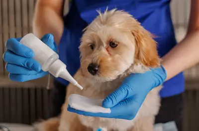 doctor veterinarian drops drops for dogs, sore dog ears, drops for caring for sore eyes of dogs, professional veterinary clinic